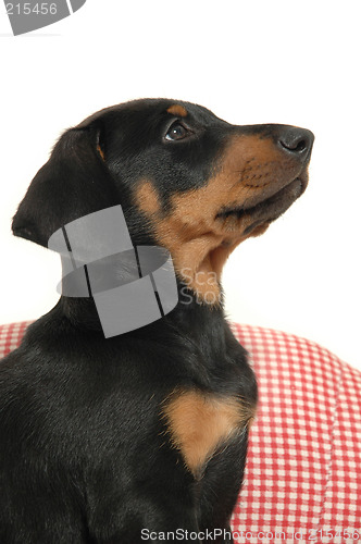 Image of Puppy in profile