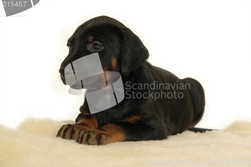 Image of Puppy resting