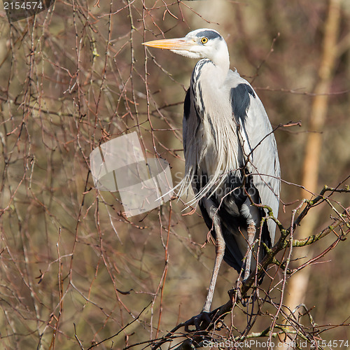 Image of Great Blue Heron resting in a tree
