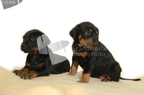 Image of Two sweet puppies