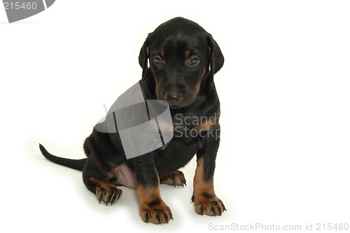 Image of Sweet puppy