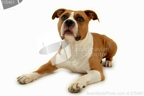 Image of Dog on white