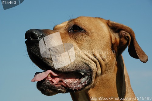Image of Dog in profile