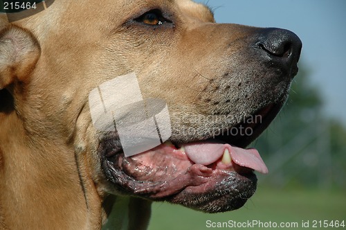 Image of Dog in profile.