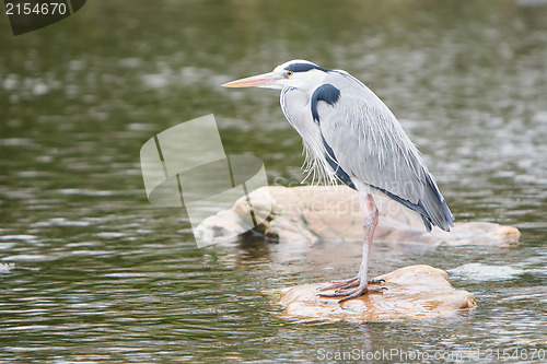 Image of Great blue heron standing on a rock