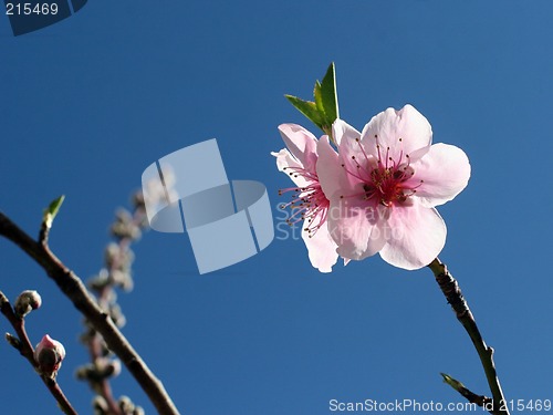 Image of Peach blossom