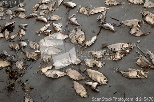 Image of Dead fish