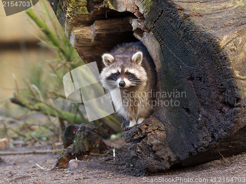 Image of Adult raccoon at his nest