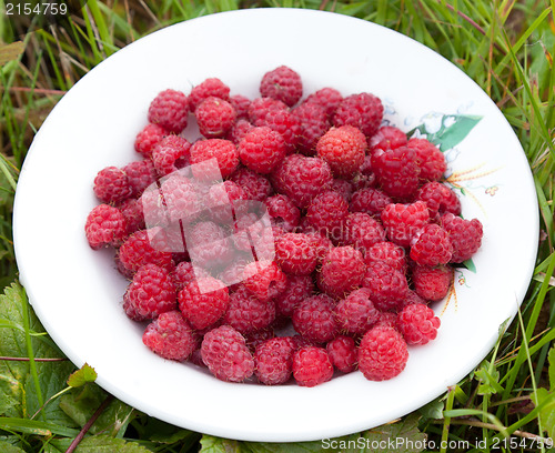 Image of Ripe raspberry had just collected from the bush