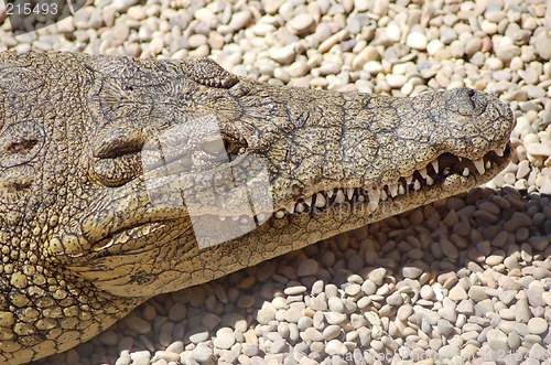 Image of Croc