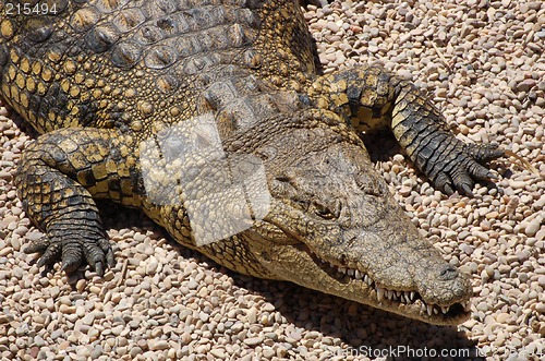 Image of Crocodile