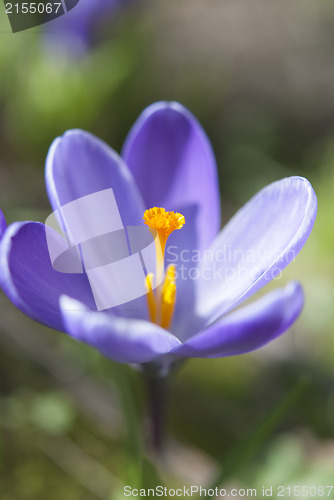 Image of Purple Crocus