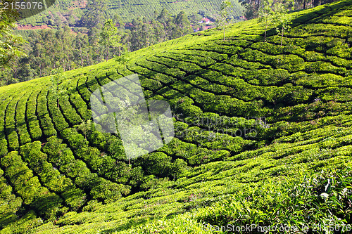 Image of mountain tea plantation in India