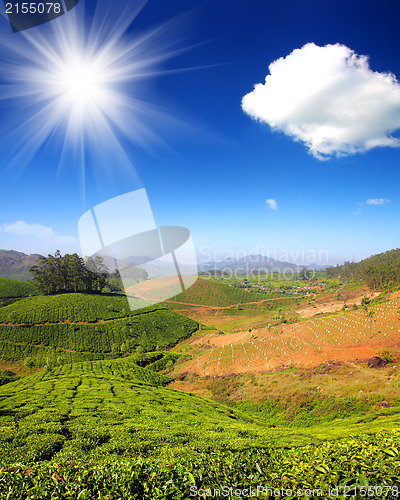 Image of mountain tea plantation in India