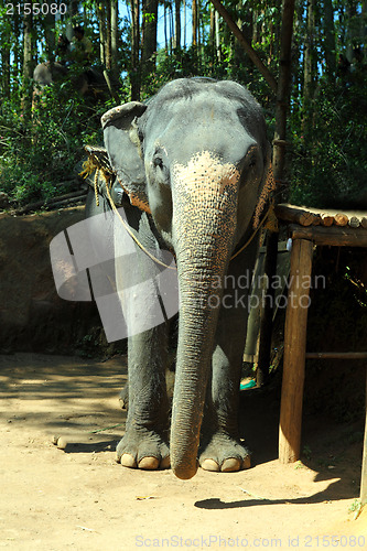 Image of elefant