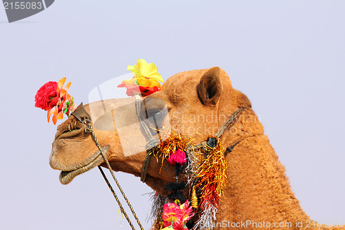 Image of camel during festival in Pushkar