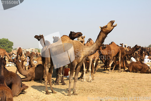 Image of camels during festival in Pushkar