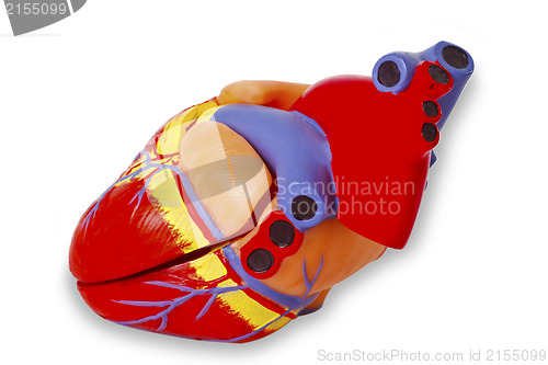 Image of Model heart for medical demonstration