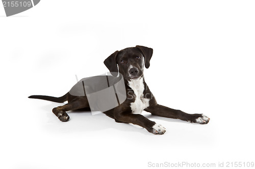 Image of Black Labrador puppy