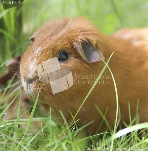 Image of Ginger guineapig