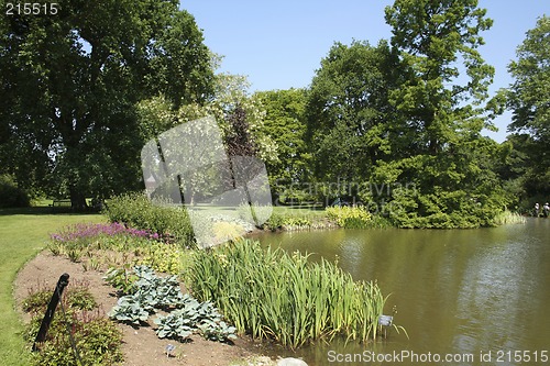 Image of Summer garden and pond