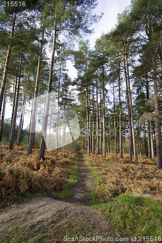 Image of Woodland path