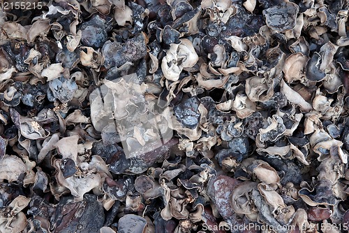 Image of mushrooms drying in the sun