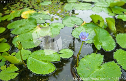 Image of water lily in pond