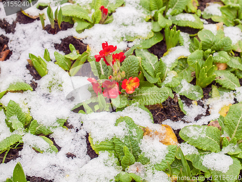 Image of Primula flower