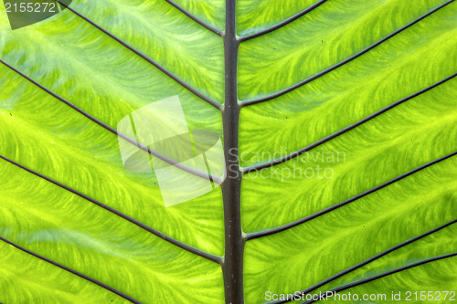 Image of palm leaf