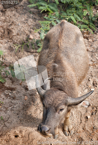 Image of water buffalo