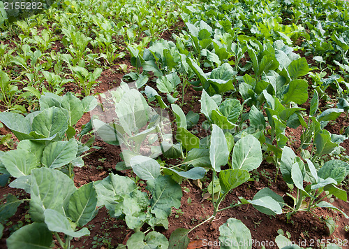 Image of organic vegetables growing