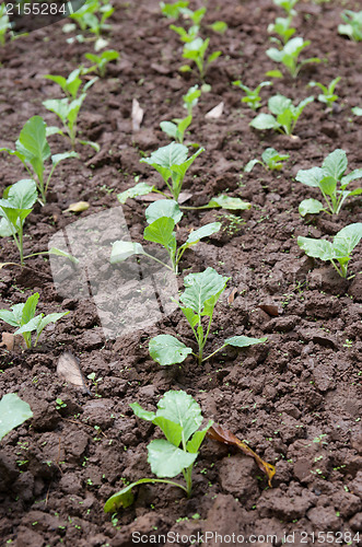 Image of organic vegetables growing