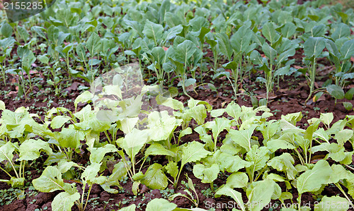 Image of organic vegetables growing