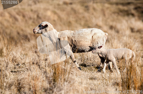 Image of sheep in drought