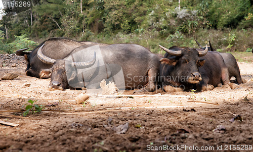 Image of sleeping water buffalo