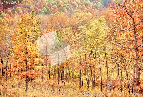 Image of colourful leaves in autumn or fall