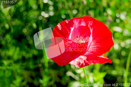 Image of Poppies red on the lawn