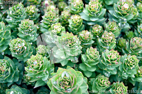 Image of Rhodiola rosea texture