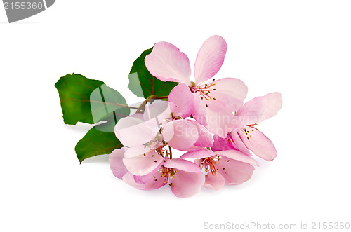 Image of Apple pink flowers