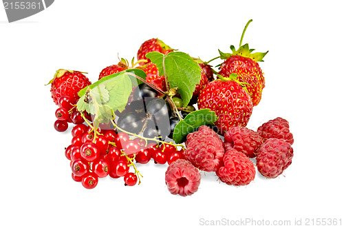 Image of Berries red and black with leaf