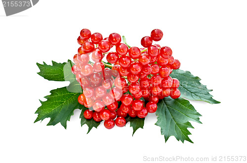 Image of Viburnum red with leaves
