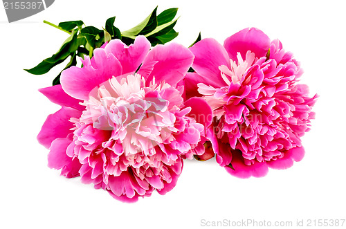 Image of Peonies pink two