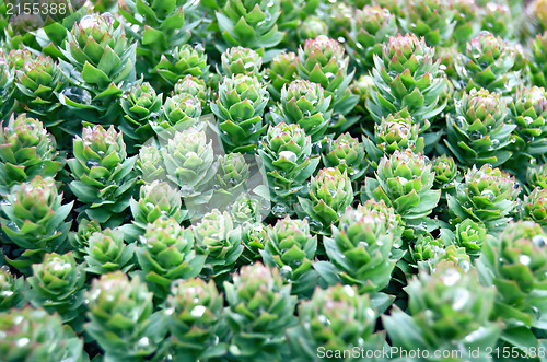 Image of Rhodiola rosea with water drops