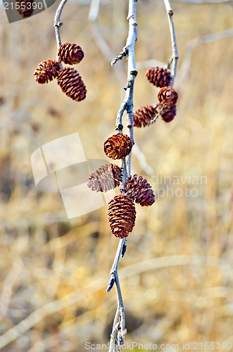 Image of Alder with brown catkins