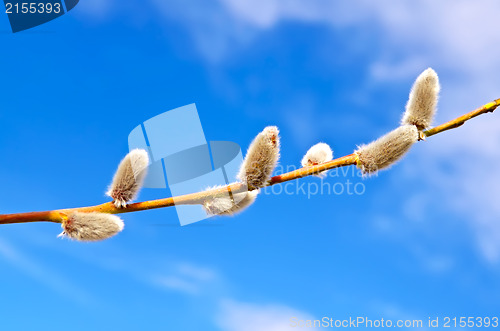 Image of Willow against the blue sky