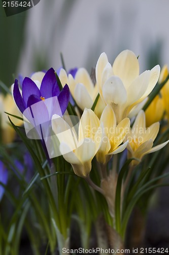 Image of crocus