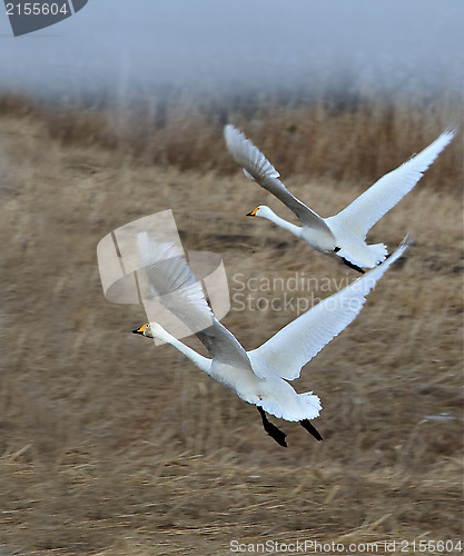 Image of Swans