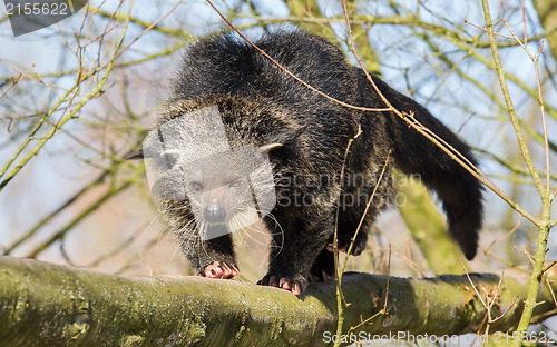 Image of Close-up of a Binturong