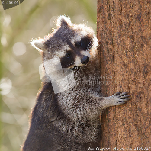 Image of Curious racoon is climbing a tree